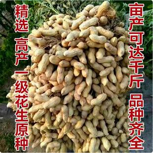 超高产花生种子原种早熟山东带壳原种花生早熟榨油大花生薄皮种孑