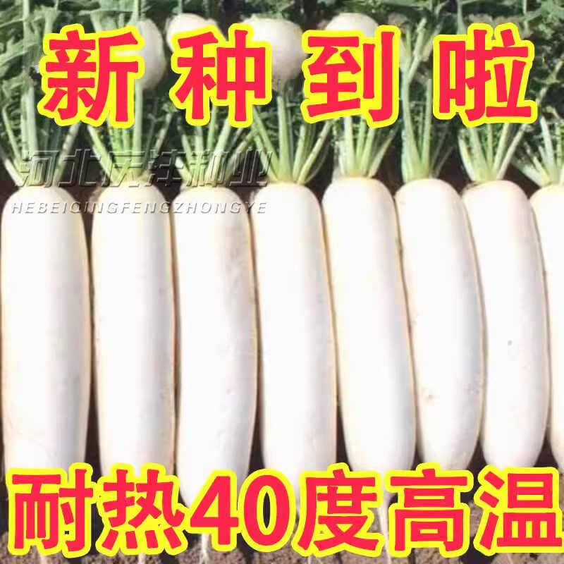耐高温40度夏季耐热白玉萝卜大白萝卜种子阳台抗热抗病高产耐抽苔 - 实物图