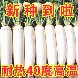 耐高温40度夏季耐热白玉萝卜大白萝卜种子阳台抗热抗病高产耐抽苔