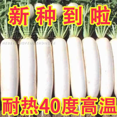 高产夏季耐热40度白玉萝卜