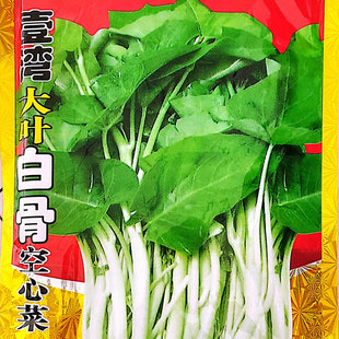 高产大叶白骨空心菜种子 500克装白梗大叶空心菜籽春夏秋易种蔬