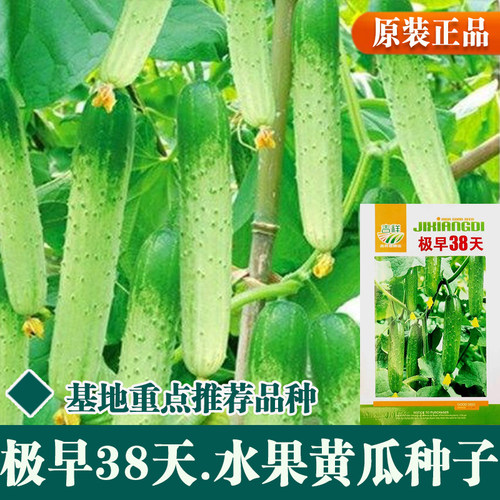 一叉俩黄瓜东北正宗旱黄瓜种子