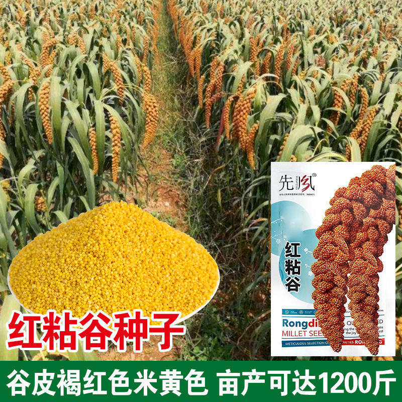 小米种子 谷种谷子种子抗鸟红钙谷 糯小米 黄谷红谷粟米小香米