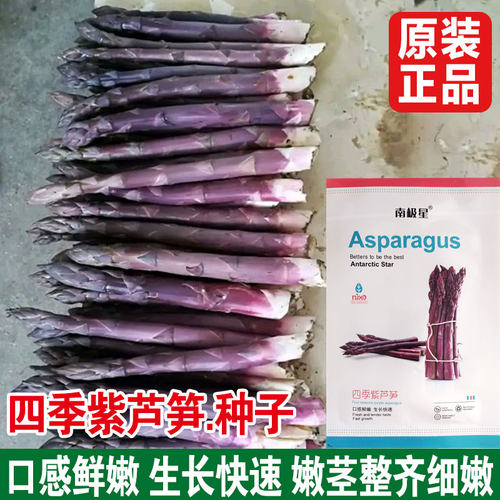 四季紫芦笋绿种子种籽