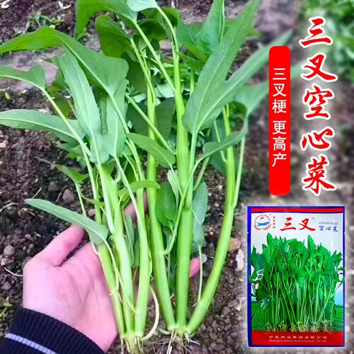 正宗高产三叉空心菜种籽柳叶通心菜种子四季阳台蔬菜种子盆栽菜园