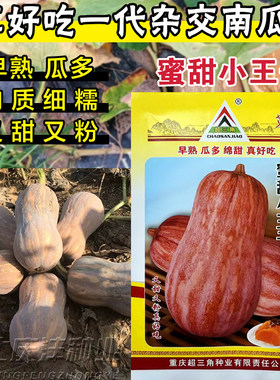 早熟蜜甜小王子南瓜种子粉糯香甜