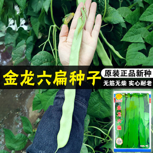 庭院阳台菜园 爬藤蔬菜种子 大扁豆油豆角 超金龙王架豆角