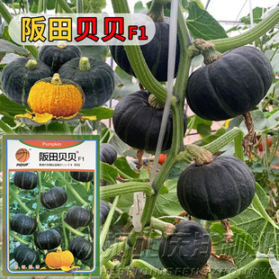 阪田贝贝南瓜种子日本引进迷你小贝贝粉糯香甜板栗礼品南瓜种子籽