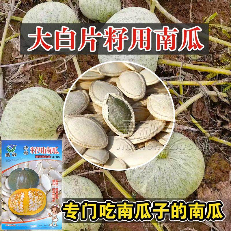 多籽南瓜种子种籽专门产籽高产食用籽用西葫芦片大粒多白瓜子种