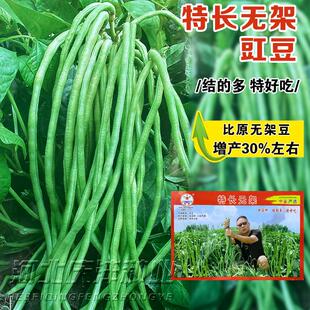 无架豆角种子长豇豆种籽地豆蔬菜种孑春秋季四季种不用搭架得豆角