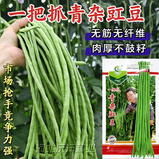 一把抓青杂豇豆种子绿长豆角无筋无纤维肉厚不鼓籽肉豆角蔬菜种子
