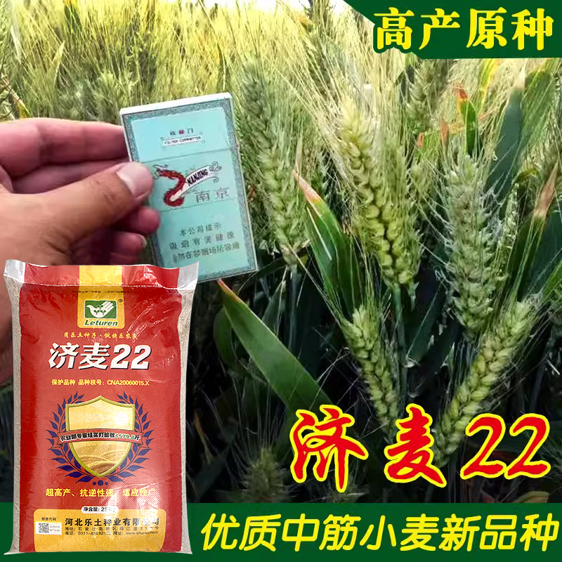 优质强筋冬小麦种子高产山东小麦济麦22小麦种子矮秆抗倒大穗原种