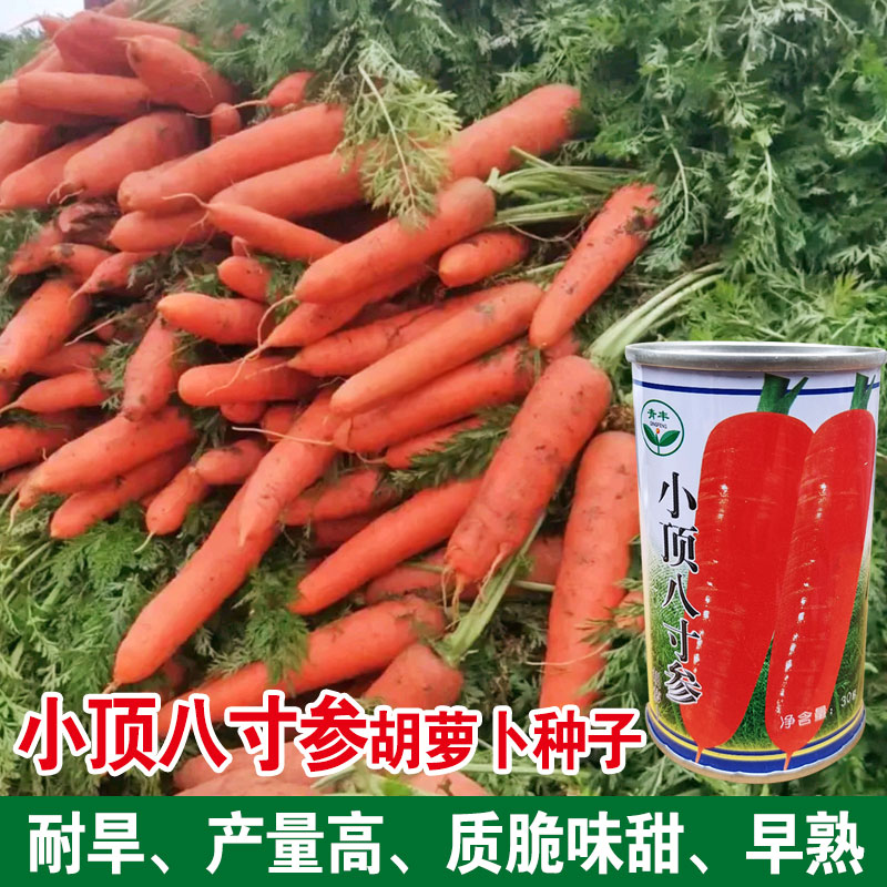 胡萝卜种子种籽红水果萝卜四季籽种蔬菜孑紫菜籽子紫色黄胡罗卜种