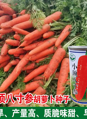 胡萝卜种子种籽红水果萝卜四季籽种蔬菜孑紫菜籽子紫色黄胡罗卜种