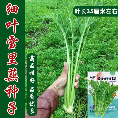 蔬菜雪里红秋季高产种孑芥菜籽