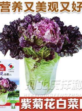 紫菊花白菜种子球叶黄色上部带有紫花色可生食基地用籽紫白菜种籽