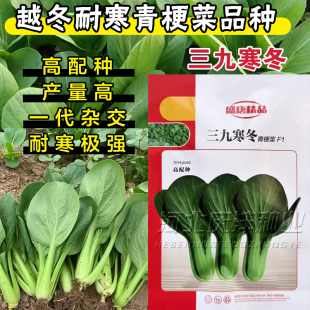 三九寒冬青梗菜种子F1高配种耐寒性强蔬菜种子冬季油菜种子油绿型