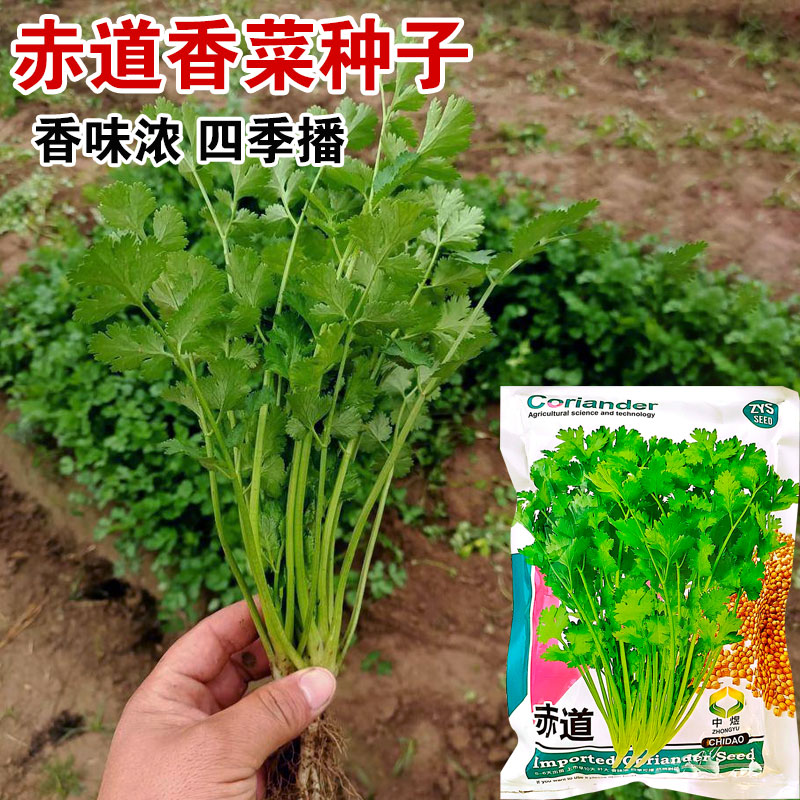 赤道香菜种子四季香菜种子