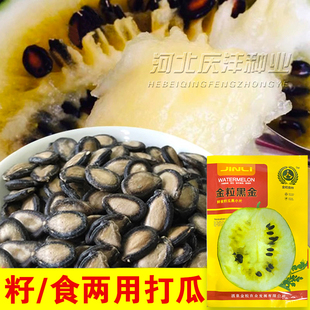 打瓜种子大片黑西瓜子种籽产籽西瓜南瓜高产食籽春季夏季水果种孑