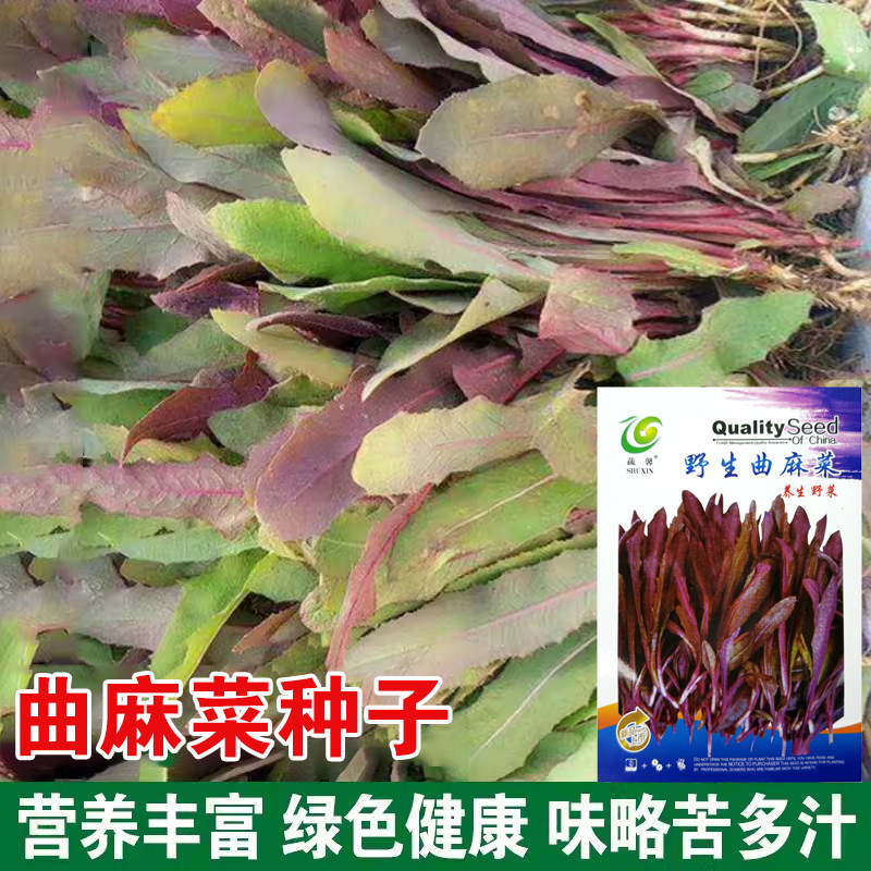 野生曲麻菜种籽叶菜野菜苦麻菜种子苦菜种籽四季春夏秋冬播盆栽