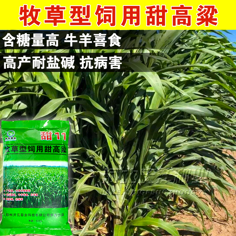 甜高粱种子饲用甜高粱牛羊鱼草籽甜11进口种子牧草种子南北方型籽
