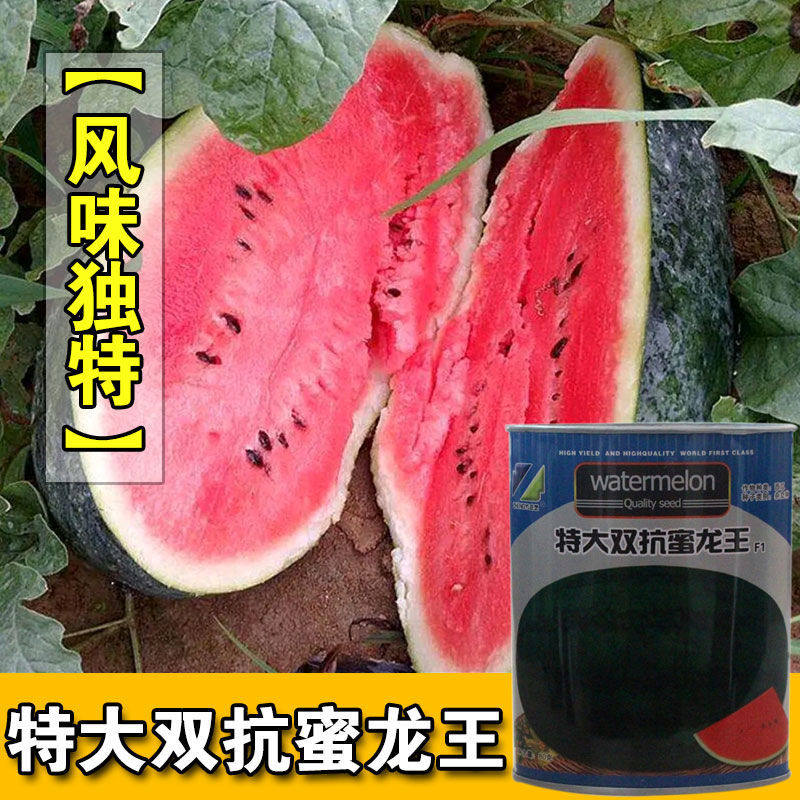 双抗蜜龙王西瓜种子特大高产早熟四季水果种子农科院春季西瓜籽