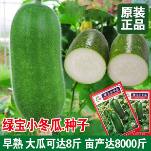 绿春小冬瓜种子种籽苗大全菜苗四季盆栽蔬菜孑秧苗迷你瓜秧东瓜莱