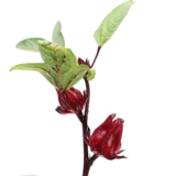 Семена цветов Розель Семена розеллы Розель Чай Фруктовый пейзаж Семена цветов, посеянные весной на четыре сезона