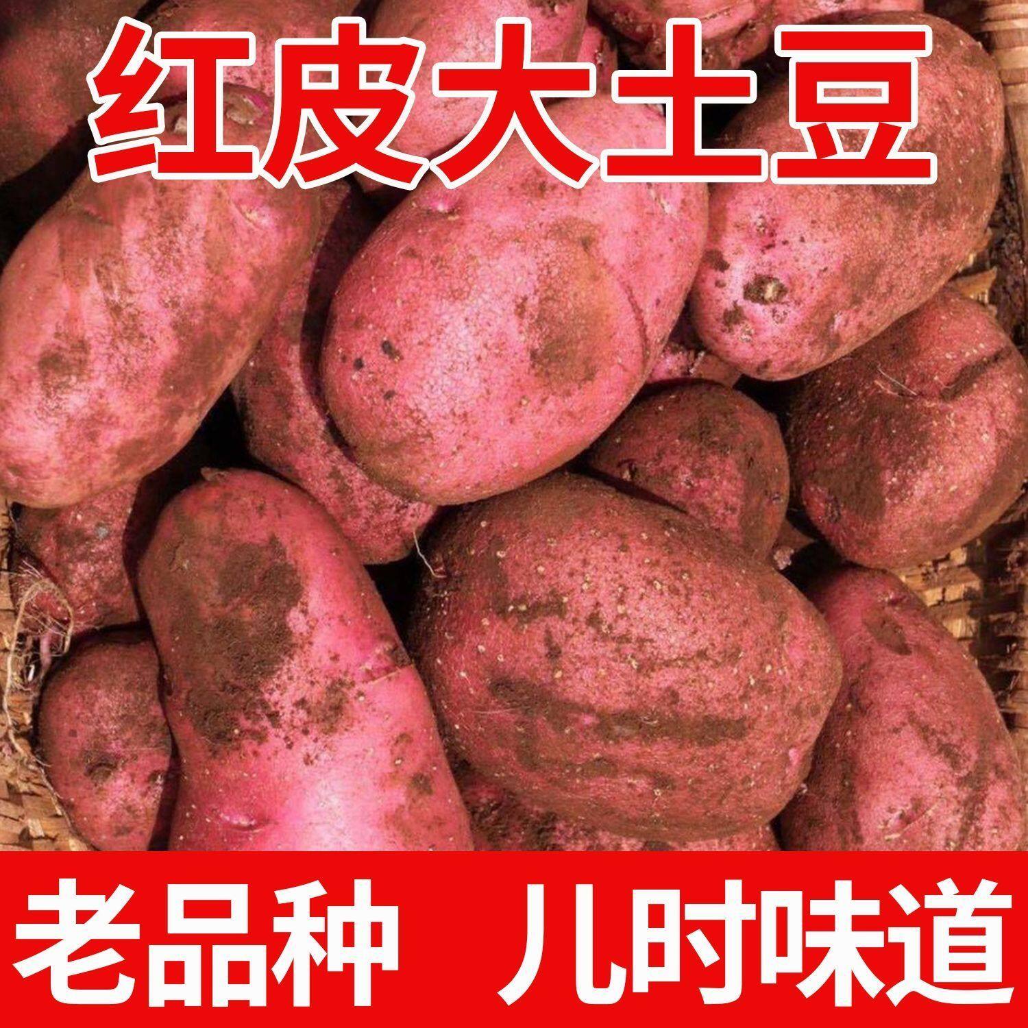 高产红皮土豆种带芽原种孑种子马铃薯种黄心地瓜特大发芽春季种籽