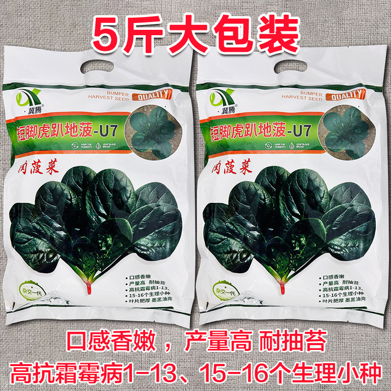 矮脚虎趴地菠菜种子地趴菠菜种子籽大叶厚肉菠菜籽高产抗寒大圆叶
