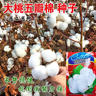 大桃五瓣棉花种子懒汉百朵棉棉花种籽大桃抗重茬抗虫棉籽千斤棉籽