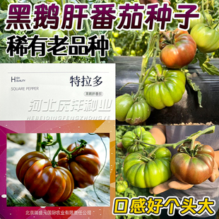 黑鹅肝番茄种子稀有老品种口感好个头大特拉多番茄种子高端品种