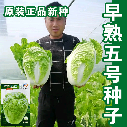 早熟5号大白菜种子秋季包头大白菜包心菜种籽孑蔬菜高产秋播耐寒 - 封面