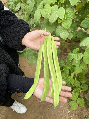 Семена бобов вины Зеленая фасоль, зеленая фасоль, зеленая фасоль, весна, лето, осень, высокая устойчивость к болезни и устойчивость к болезням