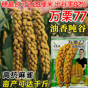 万粟77油香小米种子高抗麻雀出米率高大穗特长千斤高产黄谷种子籽