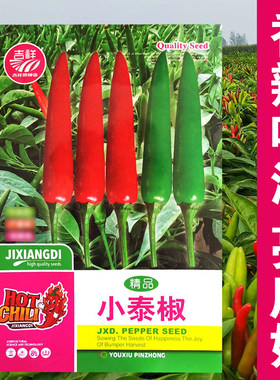 小泰椒种子香辣味浓产量较高