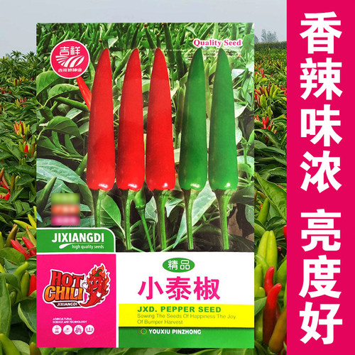小泰椒种子香辣味浓产量较高