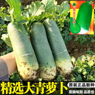 精选大青萝卜种子露头青萝卜籽生吃脆甜萝卜抗病蔬菜种不糠心绿瓤
