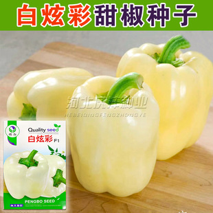白玉大彩椒种子灯笼椒菜辣椒乳白色水果辣椒籽口感好北方蔬菜种孑