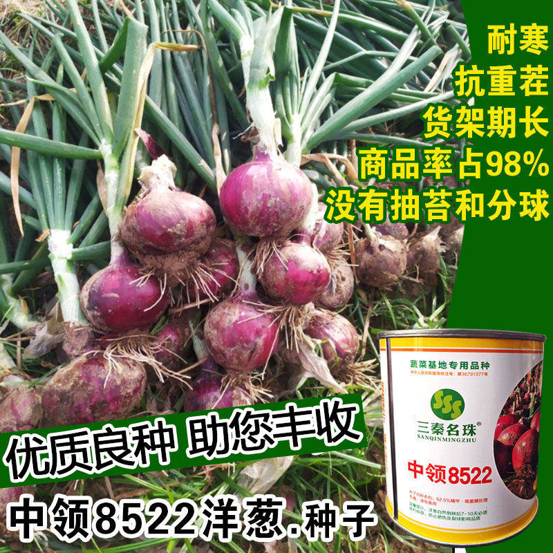 中领8512紫皮洋葱种子苗子大头圆头红皮洋葱种子洋葱种籽四季蔬菜