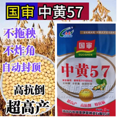 中黄57黄豆种子 高产黄豆种籽大豆种子大粒抗病国产大豆种子基地