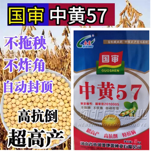 中黄57黄豆种子 高产黄豆种籽大豆种子大粒抗病国产大豆种子基地