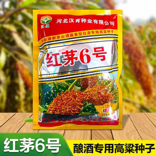 早熟抗旱红茅6号高粱种子高粱