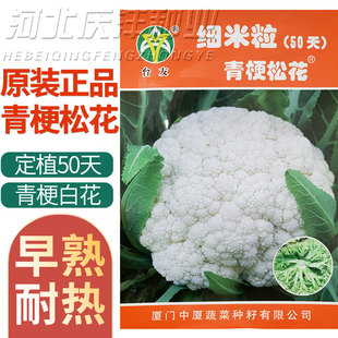 细米粒青梗50天60天松花菜种子2000粒耐热耐湿青绿梗松散白花椰菜