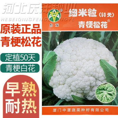 细米粒青梗50天60天松花菜种子