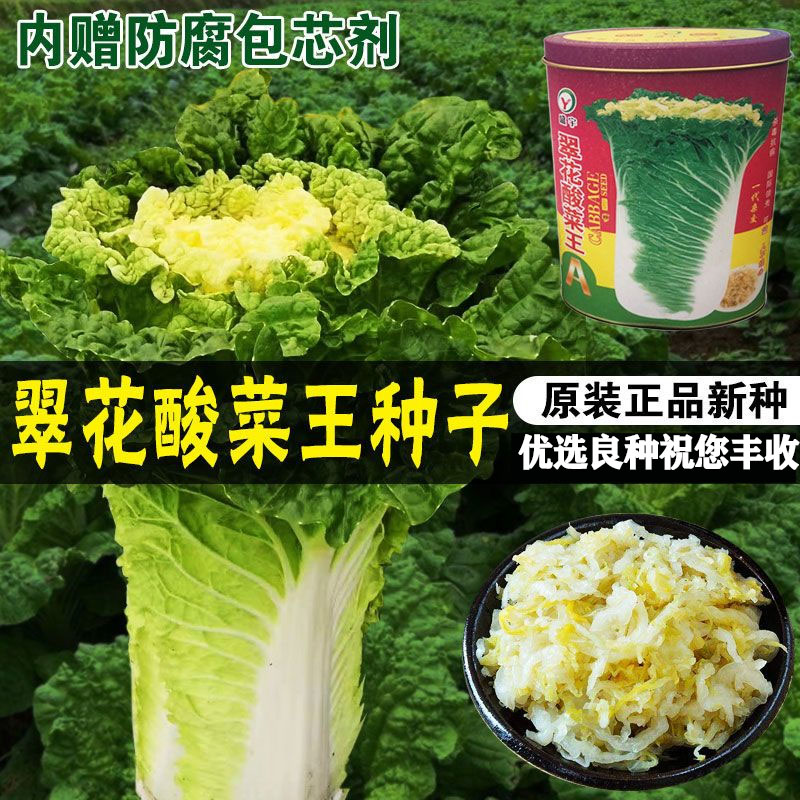 蔬菜腌制东北冬季储藏农乐大白菜