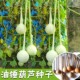 长柄油锤葫芦种子巨型特大葫芦种籽春夏四季 阳台盆栽蔬菜福禄籽孑