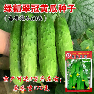 绿瓤翠冠旱黄瓜种子春秋水果黄瓜种籽种青瓜四季秋黄瓜蔬菜种籽