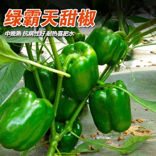 特大甜椒种子大甜椒青椒灯笼椒菜椒辣椒种子阳台春秋冬季蔬菜种子