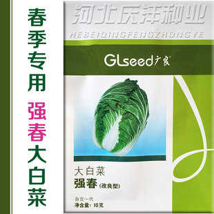 改良强春反季节大白菜种子籽孑黄心春季秋季强春2号基地黄心早熟
